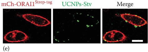 Optogenetic Approaches To Control Calcium Entry In Non Excitable Cells