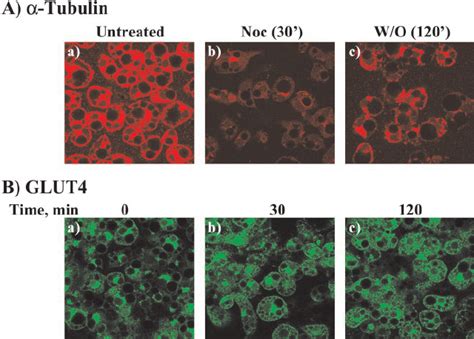 Nocodazole Treatment Results In The Depolymerization Of Microtubules