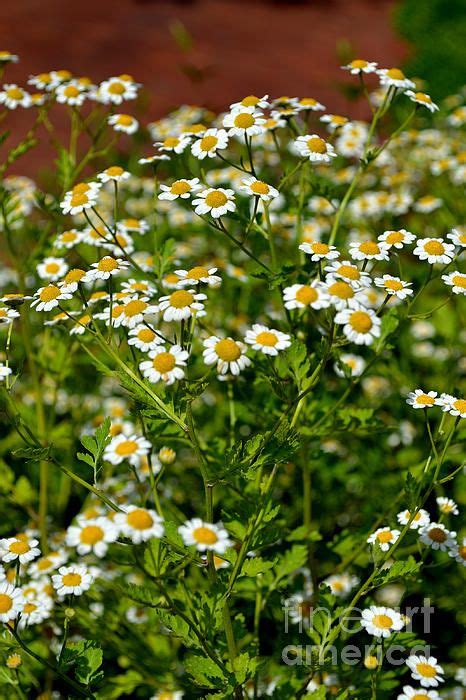 Chamomile Herb By Eva Thomas Herbs Chamomiles Fine Art