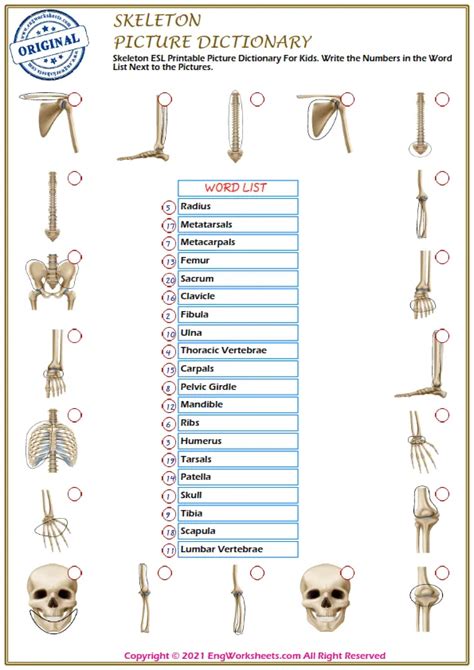 Skeleton Printable English Esl Vocabulary Worksheets Engworksheets