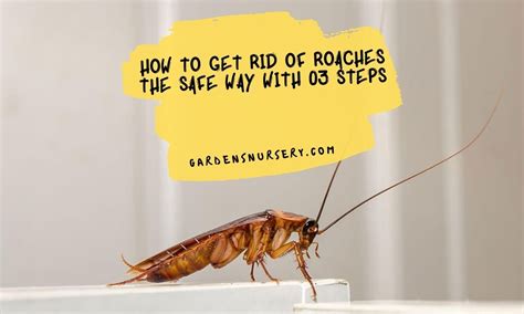 How To Get Rid Of Roaches The Safe Way With 03 Steps | GARDENS NURSERY