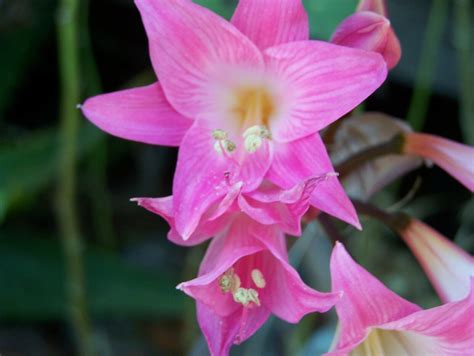 20 Hybrid Mix Amaryllis Belladonna Lily Pink Flower Naked Lady Bulb