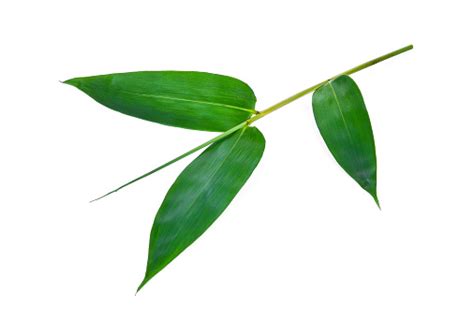 Bamboo Leaf Isolated On White Background Stock Photo Download Image