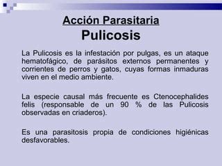 Pulicosis 131029210035-phpapp01 | PPT