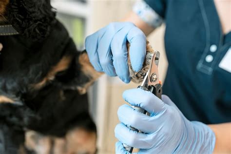 Check Up Veterinário Seu Pet Também Precisa Monitorar A Saúde