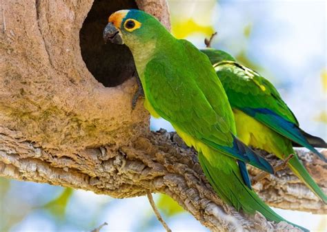 Periquito Rei Da Família Psittacidae é Abundante No Brasil