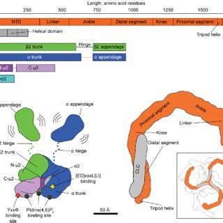 The structure of clathrin on coated membranes. EM maps (gray surface)... | Download Scientific ...