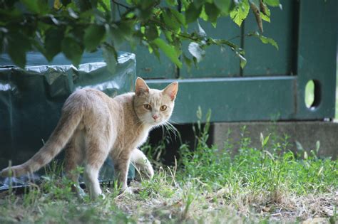 Territorial Behaviour of Cats - FOUR PAWS International - Animal Welfare Organisation