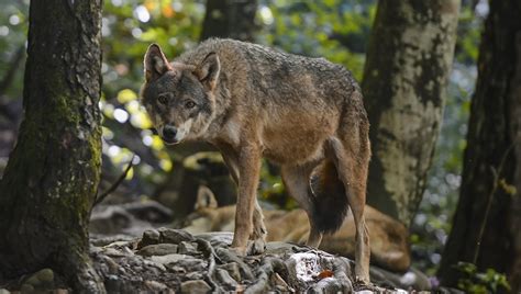 Il guardiaparco Luca Giunti Il lupo è pericoloso Lo scoiattolo crea