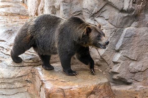 Grizzly Bears Shed Their Winter Coats Reid Park Zoo