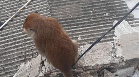 Monyet Peliharaan Lepas Di Perkampungan Damkar Jakbar Turun Tangan