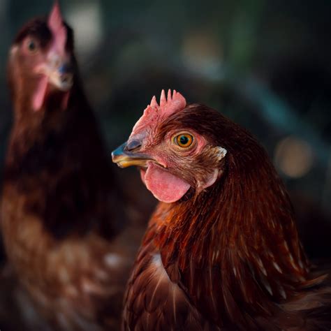 Eierproduktion: Leid und Tod für Hühner?