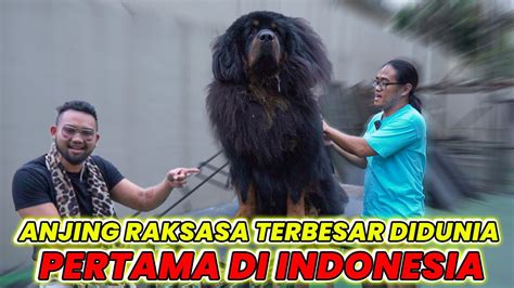 Anjing Raksasa Terbesar Didunia Pertama Di Indonesia Audreya