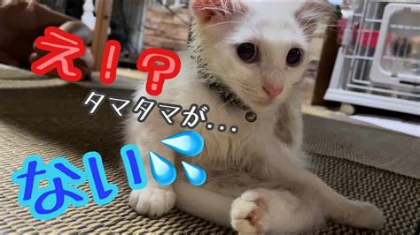 去勢手術後、タマタマが無くなった事に気付いた子猫の反応がこちら【子猫】【kitten】 動物（犬・猫 他色々）【まとめ動画】