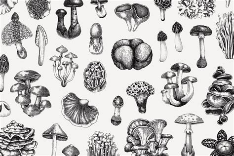 Mushroom Vector Sketches by Yevheniia Lytvynovych on Dribbble