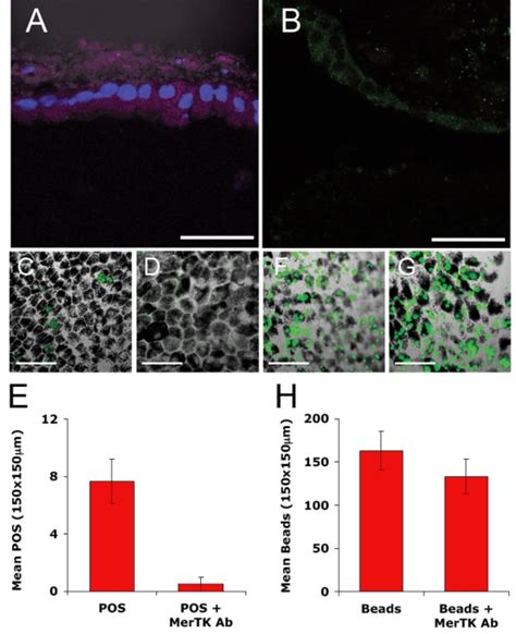 Hesc Rpe Cells Require Mertk For The Internalization Of Pos Hesc Rpe