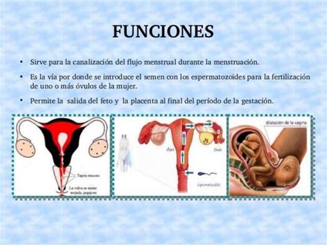 Sistema Reproductor Femenino Importancia Y Funciones Otosection