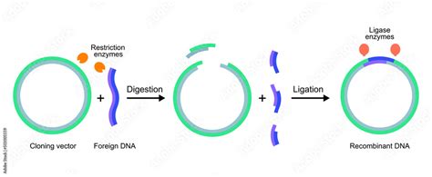 Molecular Illustration Of Gene Cloning From Plasmid To Recombinant Dna