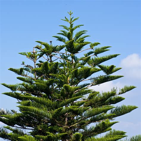 Araucaria Heterophylla