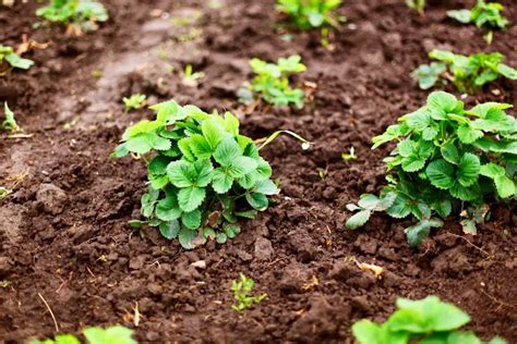 Strawberry Plant Stages From Seed To Harvest Wpictures Geeky