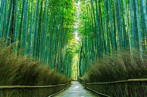 京都竹林小徑 京都必遊景點！京都洛西嵯峨野推薦景點！翠竹與紅葉交相輝映的嵐山竹林小徑【日本漫遊】