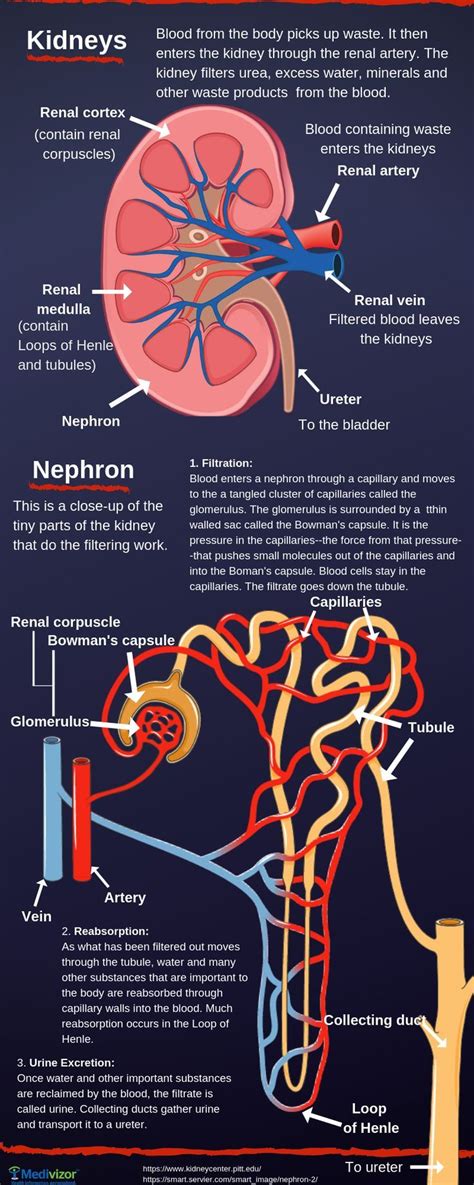 Kidneys and blood pressure connection - Medivizor | Basic anatomy and ...