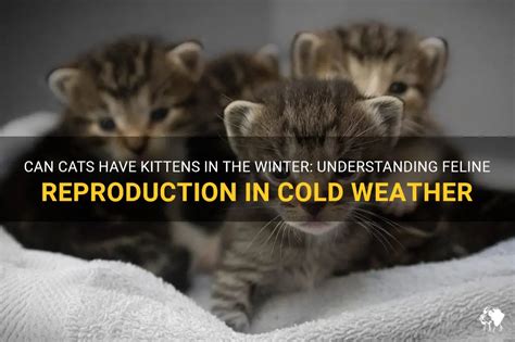 Can Cats Have Kittens In The Winter Understanding Feline Reproduction