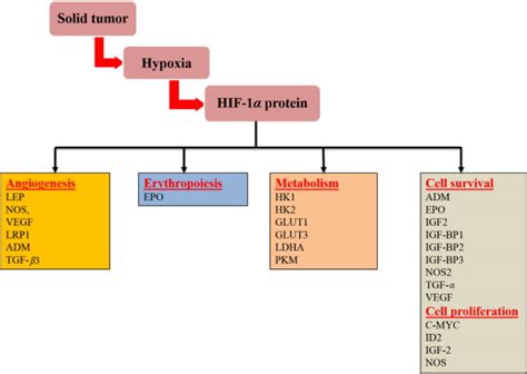 Representative Hif 1α Regulatory Genes And Their Effects On Cancer