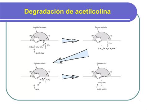 Farmacos Colinergicos Y Anticolinergicos PPT