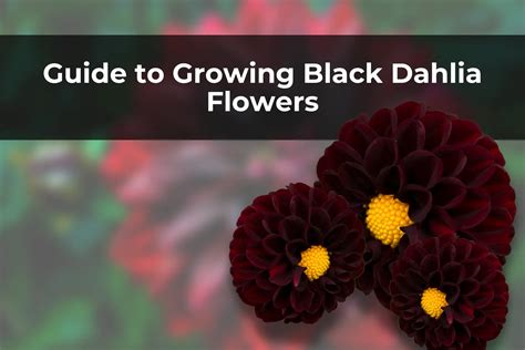 Guide To Growing Black Dahlia Flowers Real Men Sow