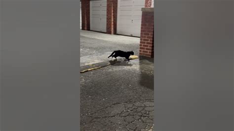 A Random Stray Cat 12 Youtube