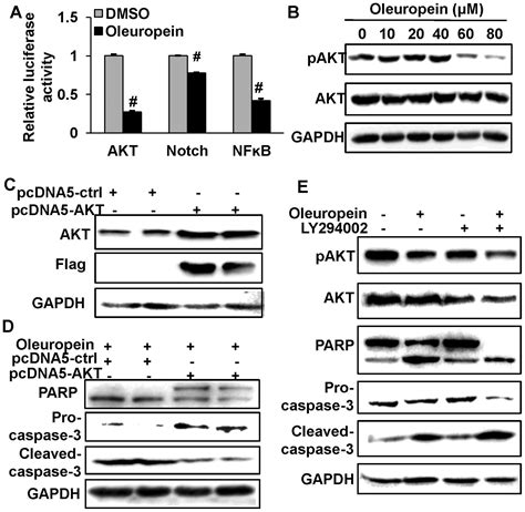 Oleuropein Induces Apoptosis Via Activation Of Caspases And Suppression