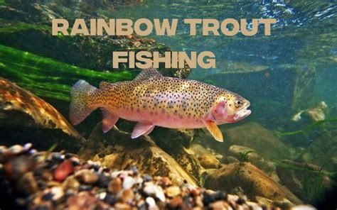 Best Time to catch Rainbow Trout - Unlock Dawn & Dusk Delights