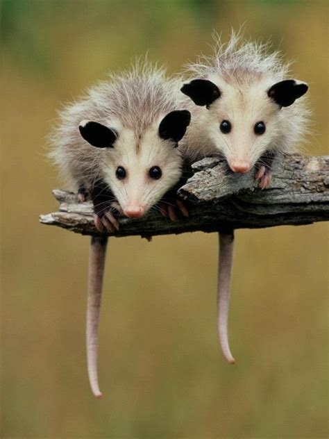 Photolove Baby Opossums ~ Lovely Cool Photo of the Day