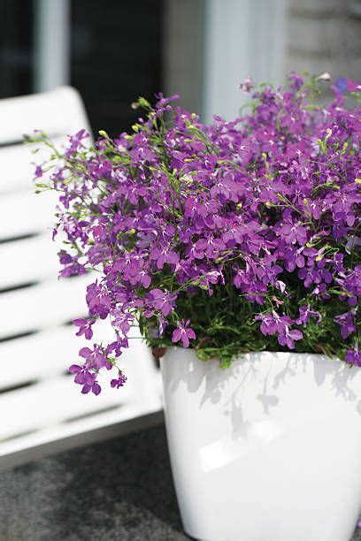 15 Best Balcony Plants - Apartment Balcony Plant Ideas