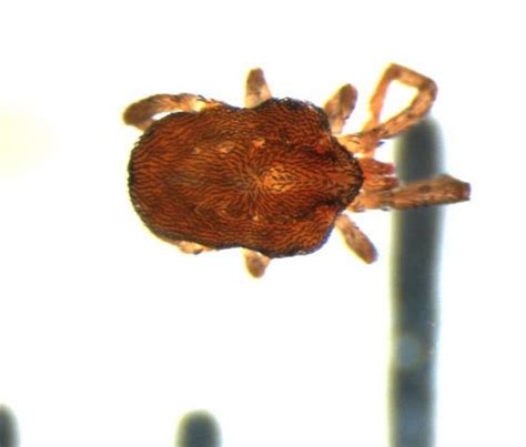 erythraeidae leptus bugguidenet