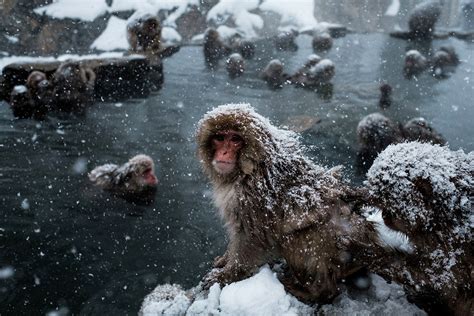 Gorgeous pictures: Snow monkeys bathe in hot springs on frozen ground ...