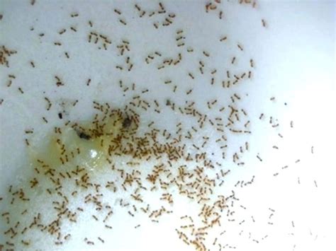 Tiny Red Ants In Kitchen Sink