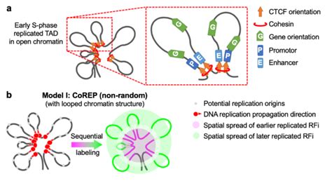 Pnas 丨 孙育杰课题组、谢晓亮课题组揭示染色质构象如何调控dna复制 Biopic网站中文版