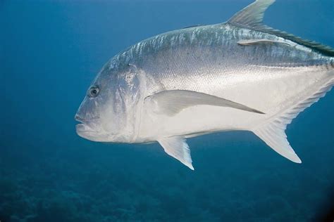 Giant Trevally Fishing | Fin & Field