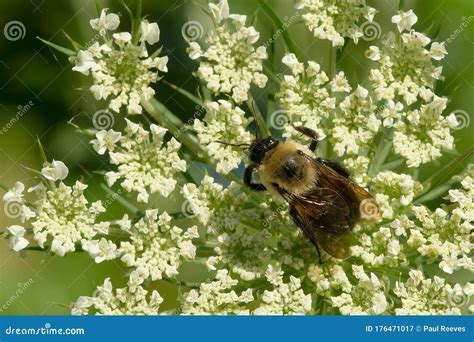 Brown Belted Bumble Bee Bombus Griseocollis Stock Image Image Of