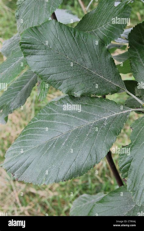 Whitebeam Tree Leaves ( Sorbus aria Lutescens Stock Photo - Alamy