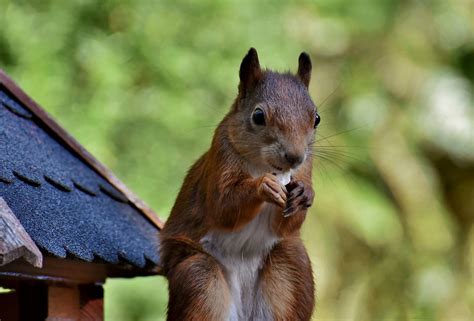 Eichhörnchen Nagetier Tierwelt Kostenloses Foto auf Pixabay Pixabay