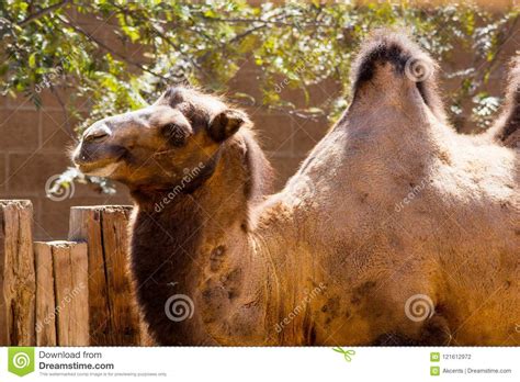 Bactrian Or Two Hump Camel In Nubra Valley Royalty Free Stock Image