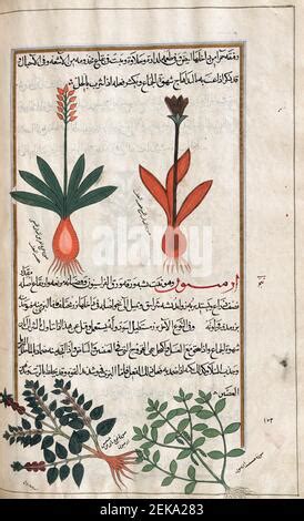 Plantas no identificadas Después de una ilustración de Mirza Baqir en