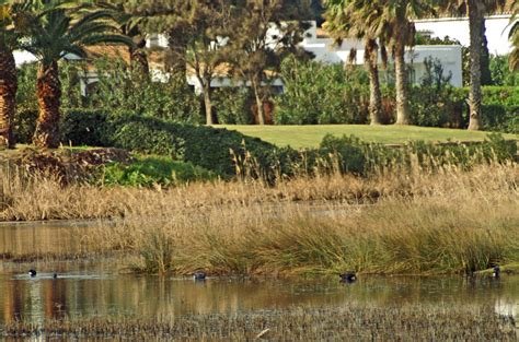 Purple Gallinule or Swamp Hen | nightingale trails