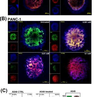 A A And B Panc D Tumor Spheroid Model Untreated Controls And