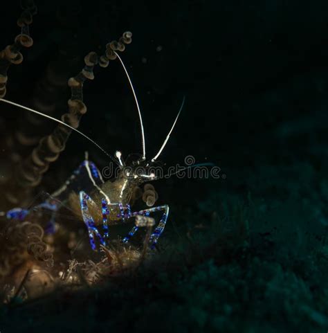 Colourful Macro Creatures Underwater Off The Dutch Caribbean Island Of