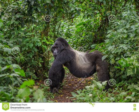 Gorila De Montaña Masculino Dominante En La Selva Tropical Uganda