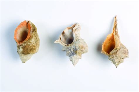 Shells Of The Three Species Of Murex Snails Left To Right S